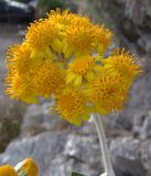 Senecio cineraria. Верхушка побега с соцветиями-корзинками. Южный берег Крыма, мыс Никитин, скала возле берега моря. 21.05.2013.