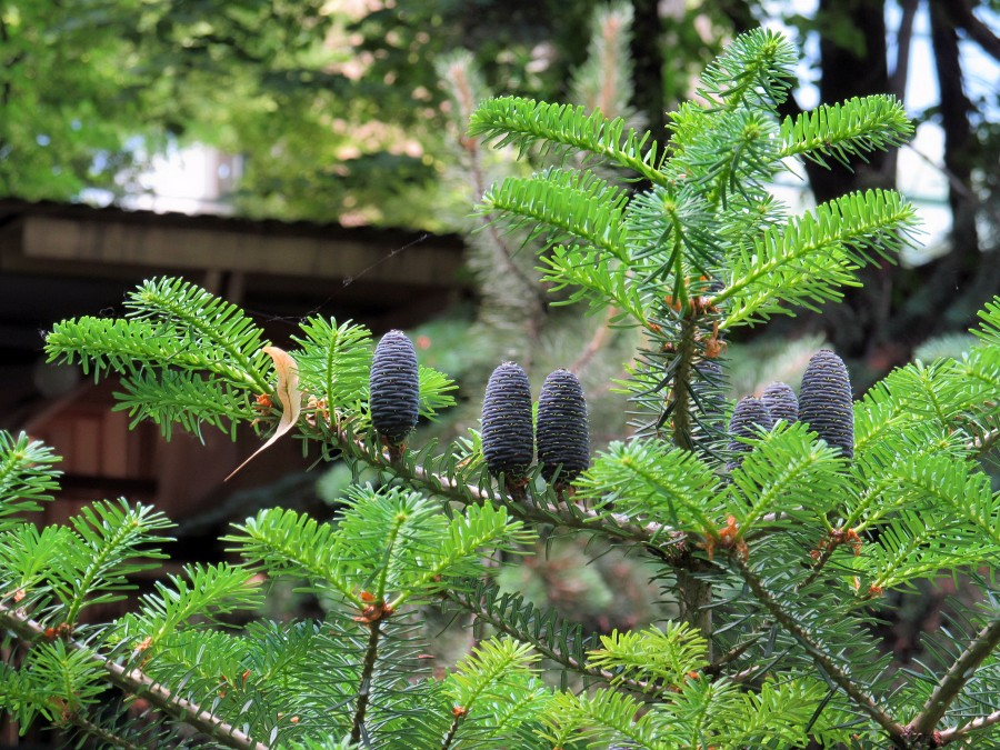 Image of Abies koreana specimen.