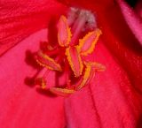 Jatropha integerrima. Центральная часть тычиночного цветка. Израиль, Шарон, г. Герцлия, в культуре. 11.05.2013.