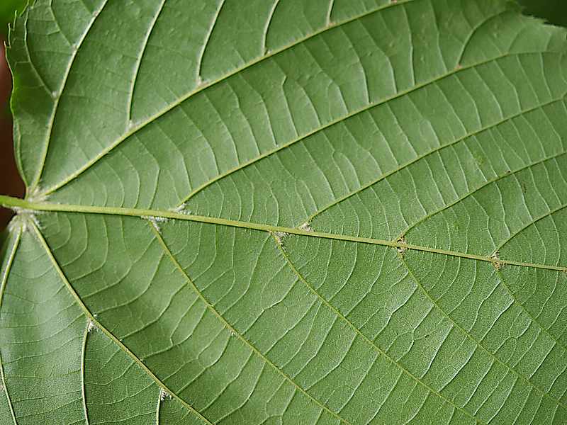 Image of Tilia europaea specimen.