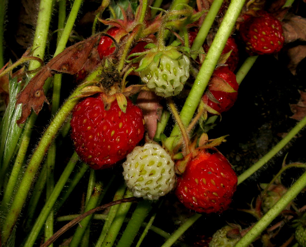 Image of Fragaria &times; ananassa specimen.