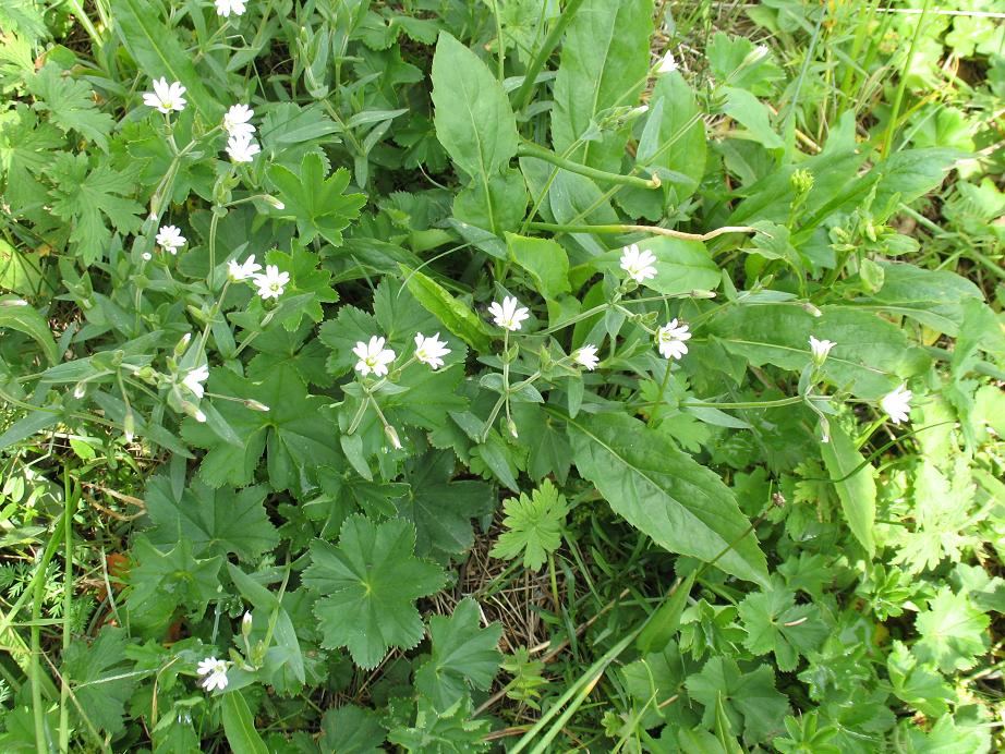 Image of Cerastium davuricum specimen.