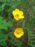 Ranunculus propinquus