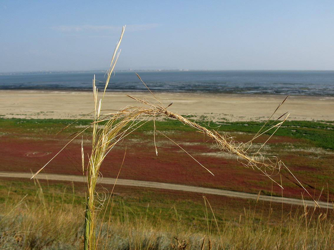 Изображение особи Stipa capillata.