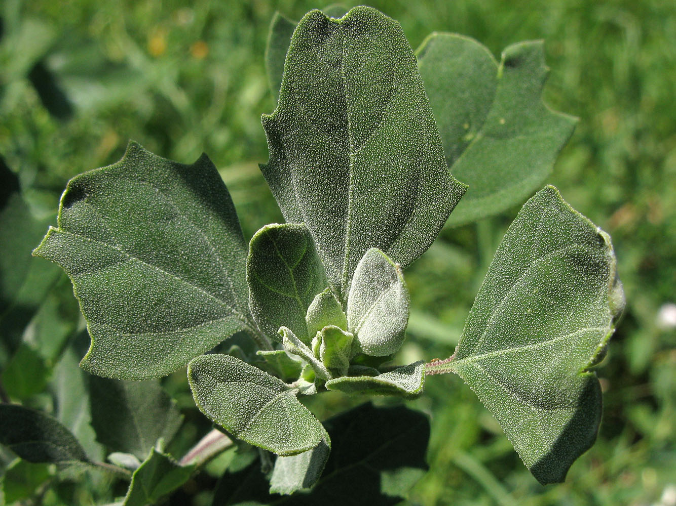 Image of Chenopodium album specimen.