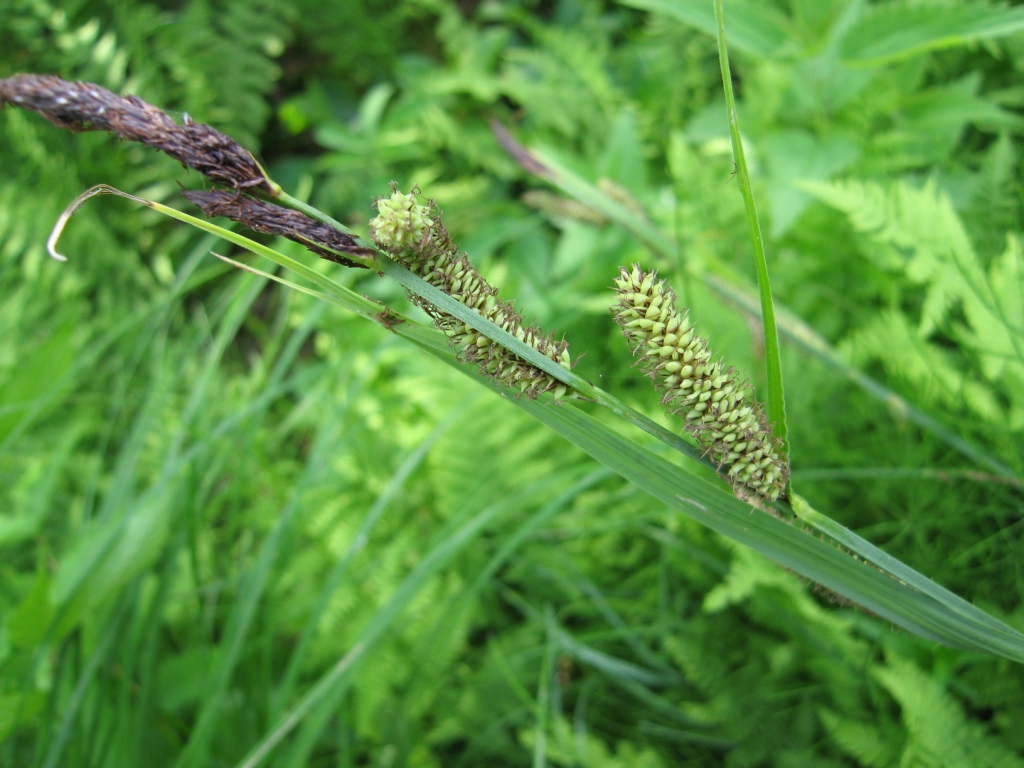 Изображение особи Carex acutiformis.