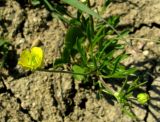 Ranunculus arvensis