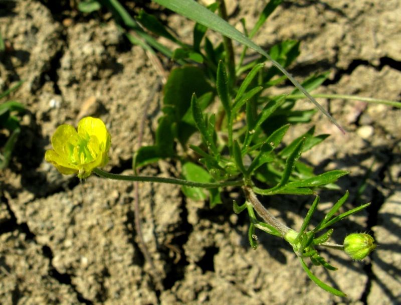 Image of Ranunculus arvensis specimen.