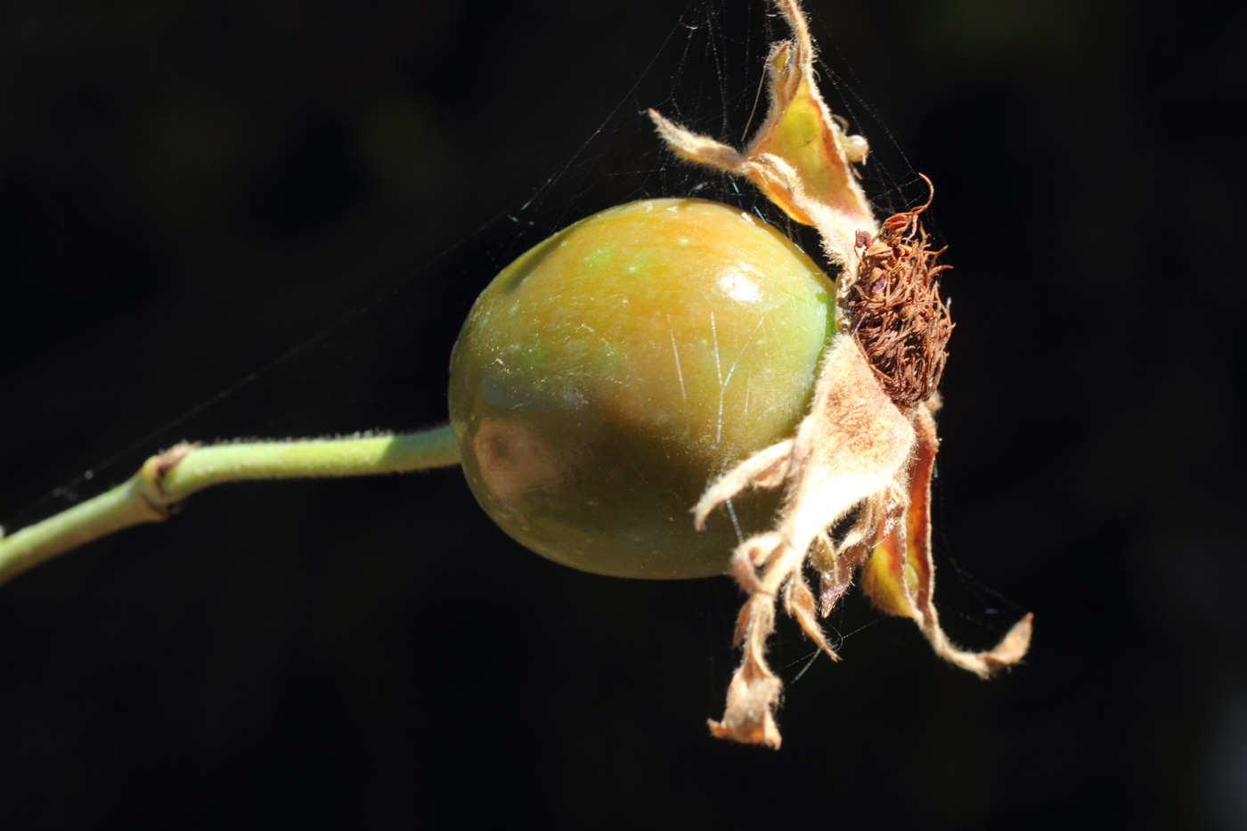 Image of Rosa arnoldii specimen.