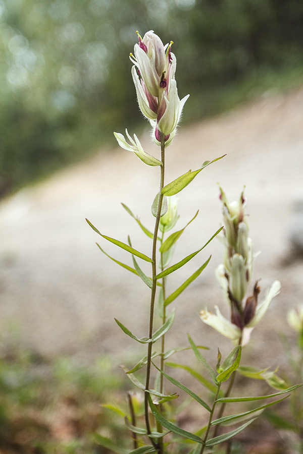 Image of Castilleja lapponica specimen.