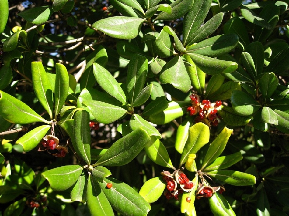 Image of Pittosporum tobira specimen.