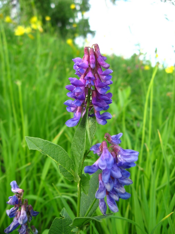 Image of Vicia unijuga specimen.