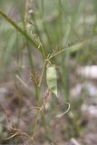 Vicia peregrina