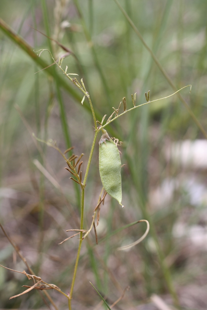 Изображение особи Vicia peregrina.