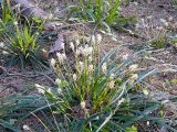 род Carex