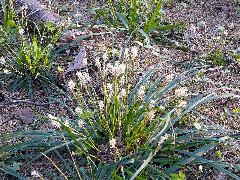 Изображение особи род Carex.