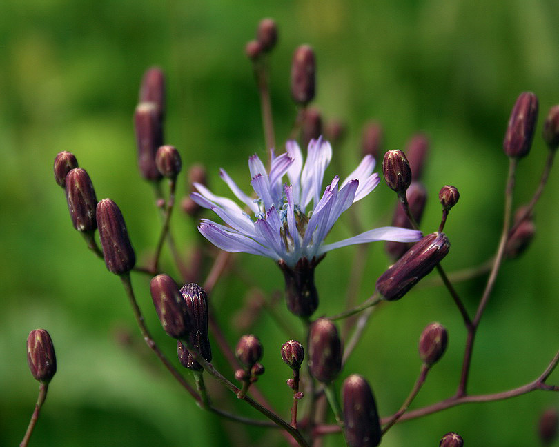 Image of Lactuca tatarica specimen.