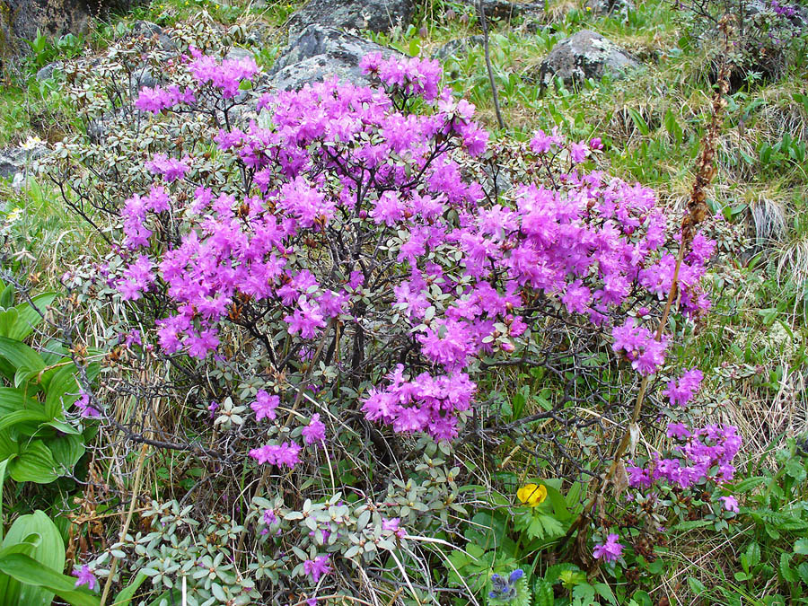 Image of Rhododendron parvifolium specimen.