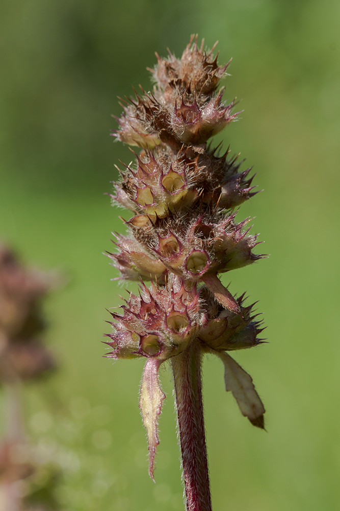 Изображение особи Betonica officinalis.