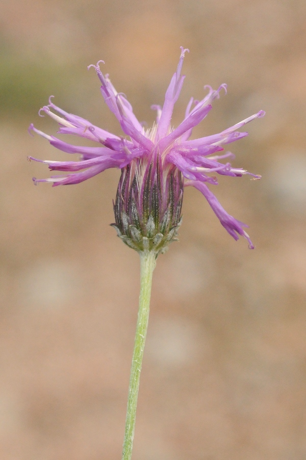 Image of Jurinea thianschanica specimen.