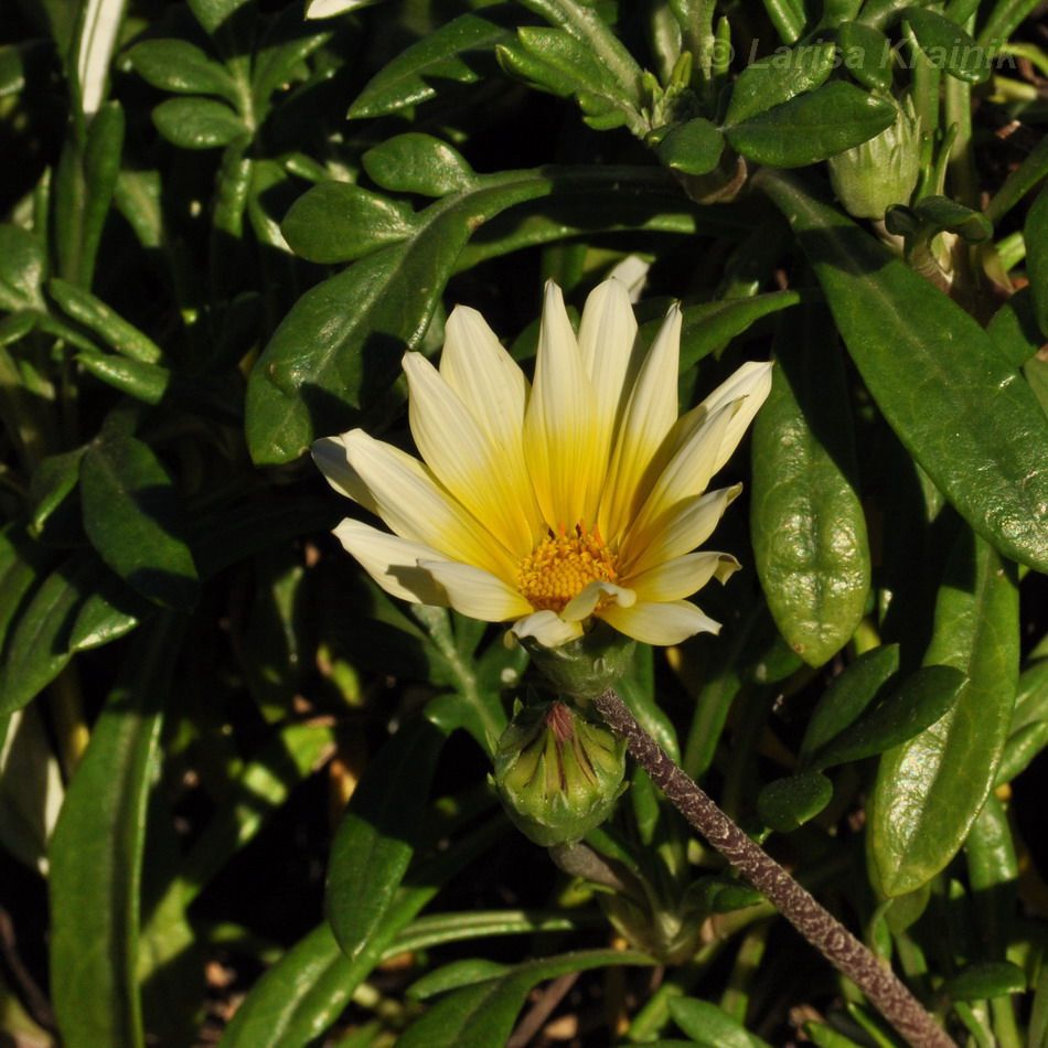 Image of genus Gazania specimen.