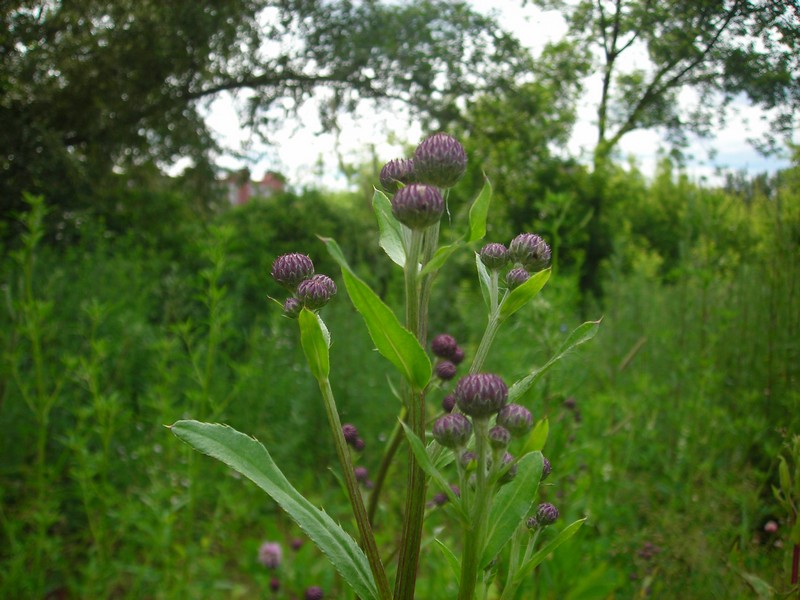 Изображение особи Cirsium setosum.