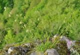 Silene saxatilis. Цветущее растение. Нагорный Карабах, Мартакертский р-н, окр. с. Колатак, каменистый склон. 10.05.2013.