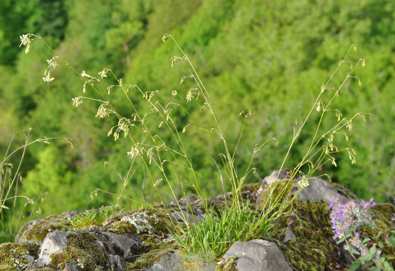 Image of Silene saxatilis specimen.