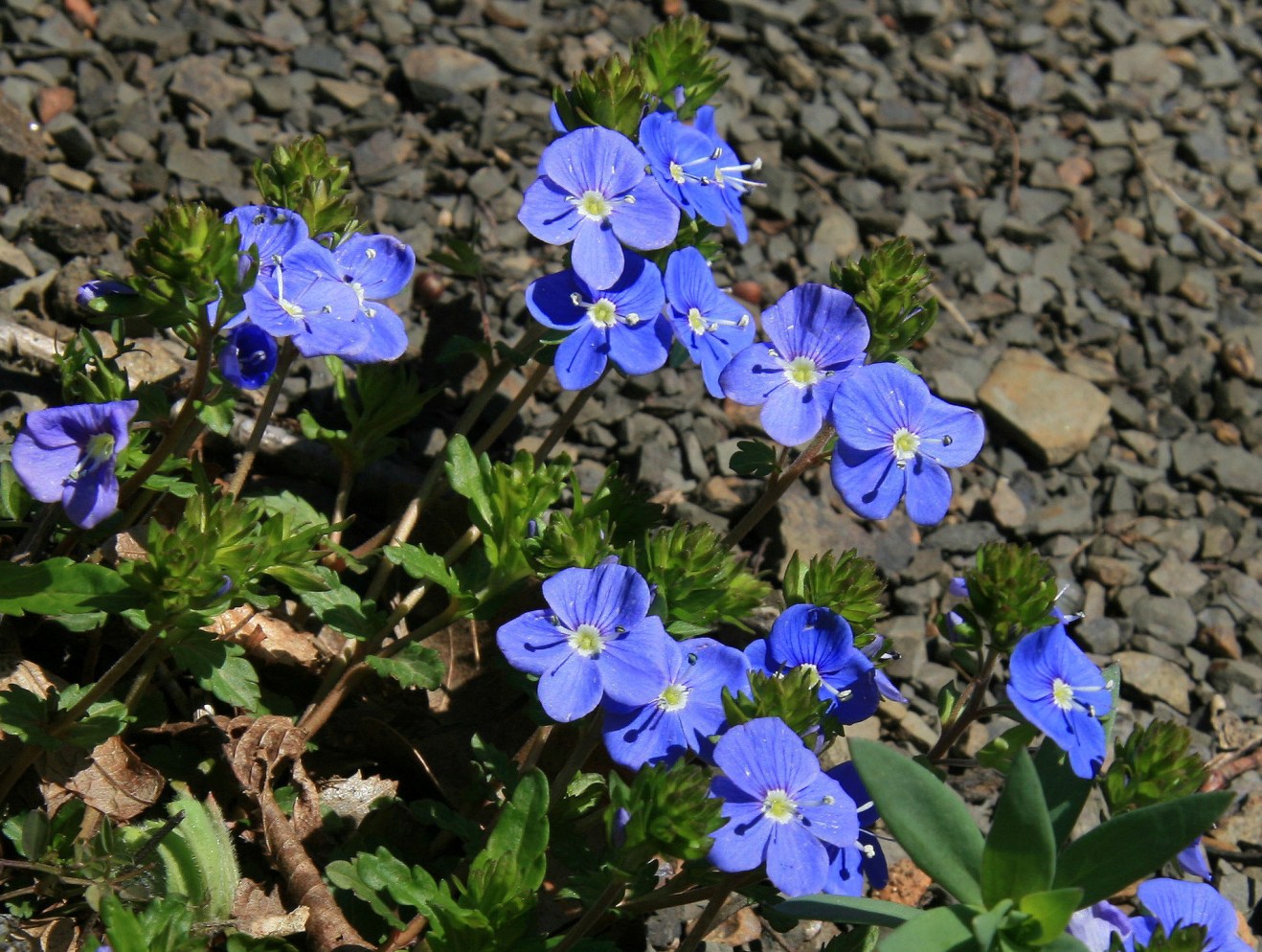 Image of Veronica umbrosa specimen.