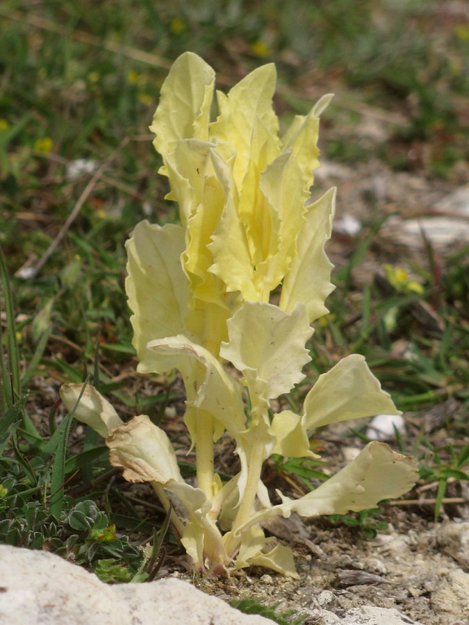 Image of Cardaria draba specimen.