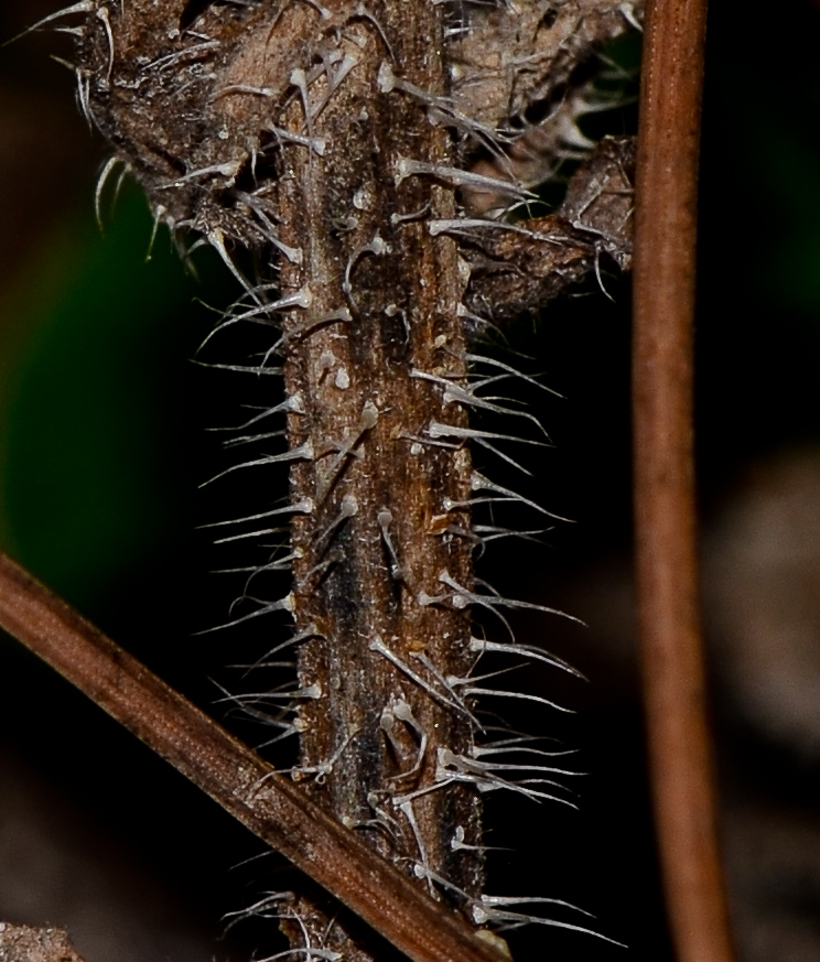 Изображение особи Podonosma orientalis.