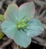 Helleborus purpurascens. Цветок с завязавшимся плодом. Германия, г. Дюссельдорф, Ботанический сад университета. 13.03.2014.