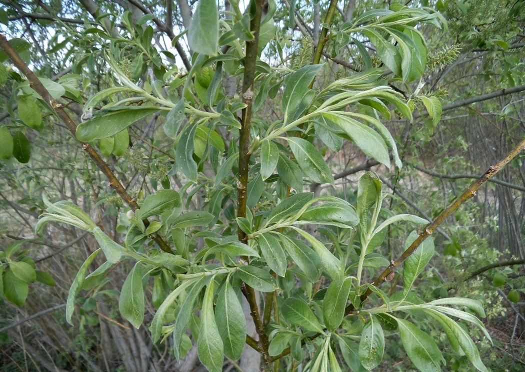 Image of Salix × reichardtii specimen.