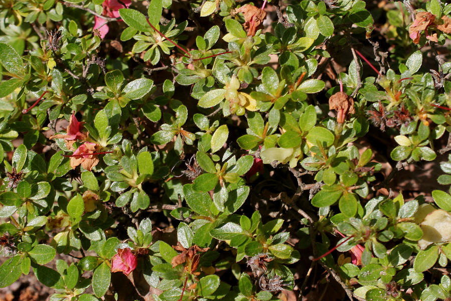 Image of Rhododendron obtusum specimen.