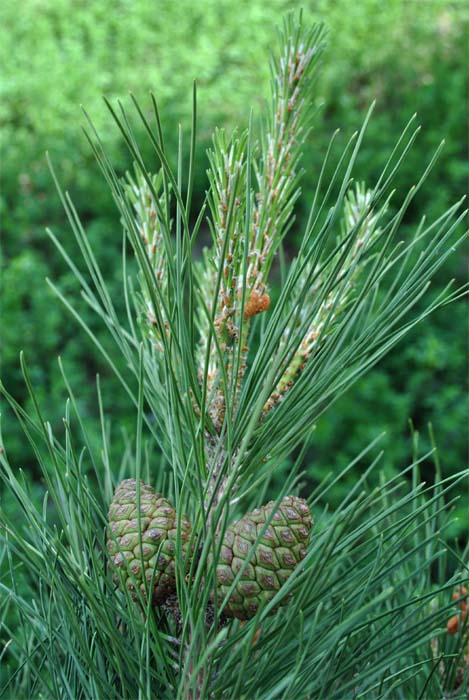 Изображение особи Pinus eldarica.