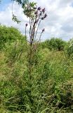 Cirsium palustre. Цветущее растение. Московская обл., Истринский р-н, с. Павловская Слобода. 20.06.2007.