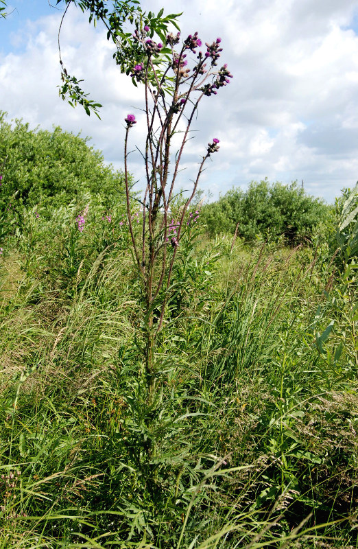 Изображение особи Cirsium palustre.