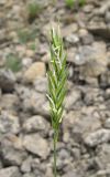 Agropyron ponticum. Соцветие. Крым, окр. Феодосии, гора Эчкидаг, каменистая осыпь. 7 июня 2014 г.