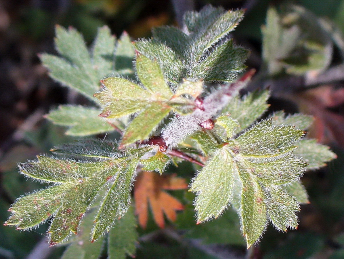 Изображение особи Crataegus orientalis.