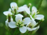 Cardamine flexuosa