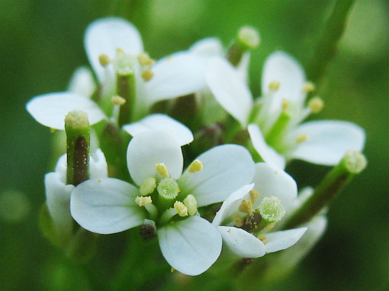 Изображение особи Cardamine flexuosa.