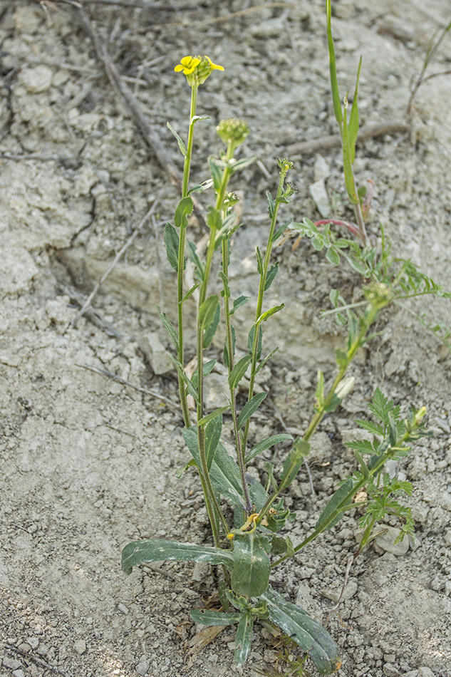 Image of Erysimum cuspidatum specimen.