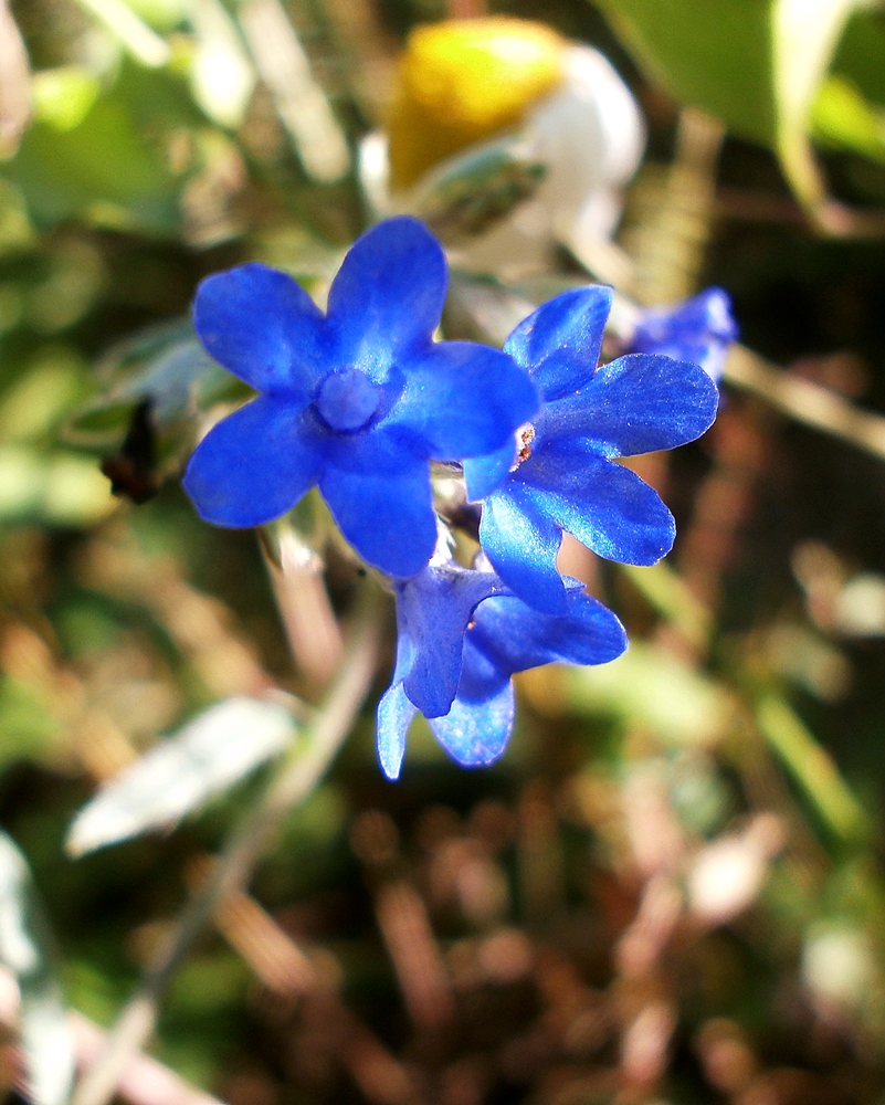 Image of Anchusa leptophylla specimen.