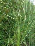 Stipa capillata