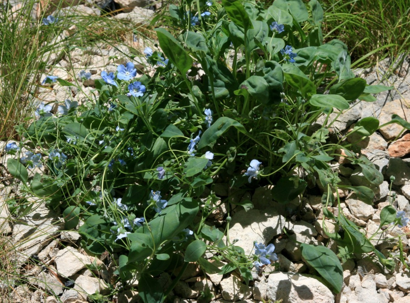 Image of Omphalodes lojkae specimen.