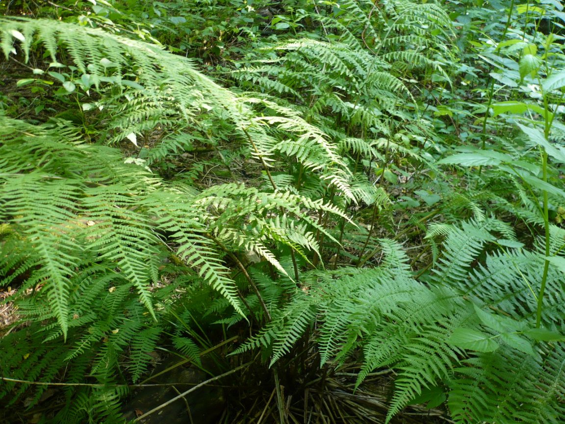 Изображение особи Athyrium filix-femina.