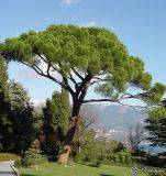 Pinus pinea