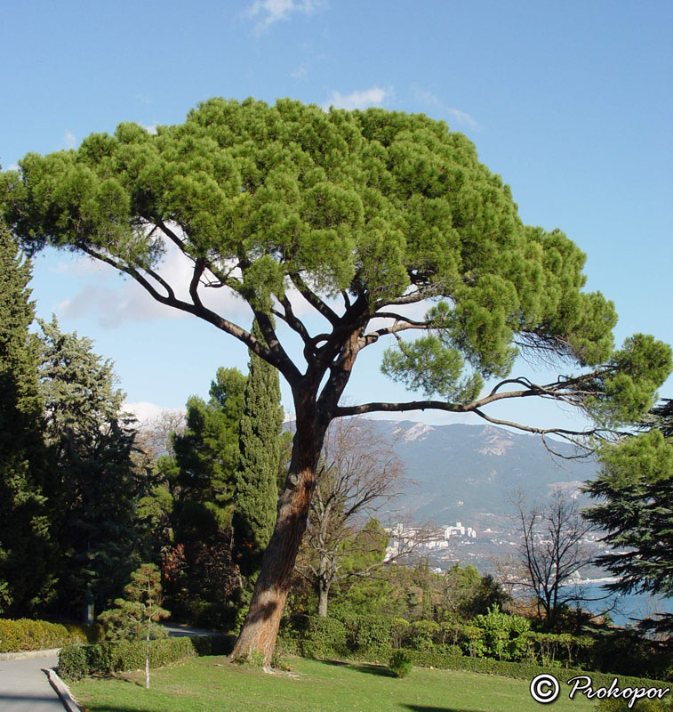 Изображение особи Pinus pinea.