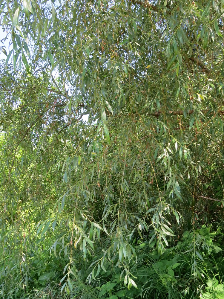 Изображение особи Salix alba.