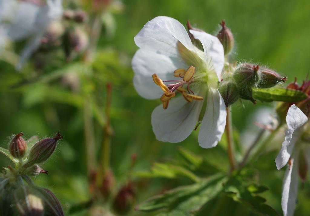 Image of Geranium erianthum specimen.